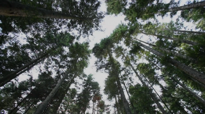 Teaser Dans La Forêt